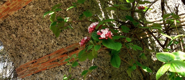 Bois des Moutiers (36) avril 2012